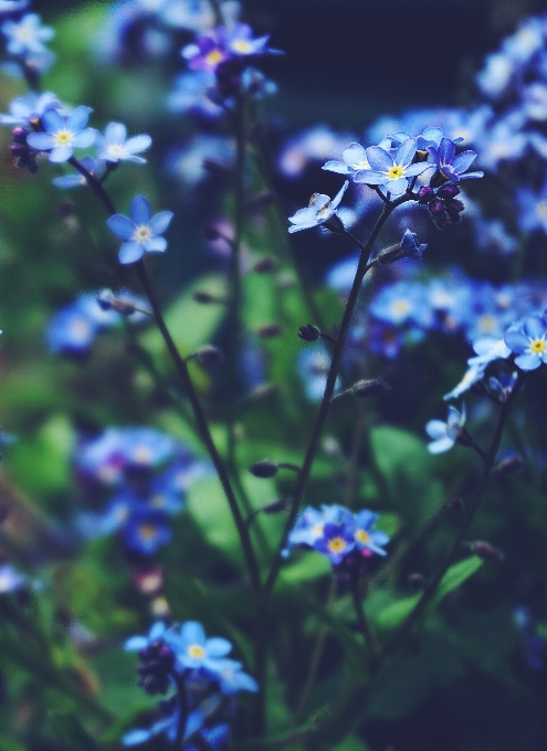 Flores floral não me esqueça
 azul