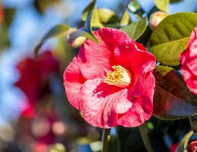 Camellia plant flower garden Photo