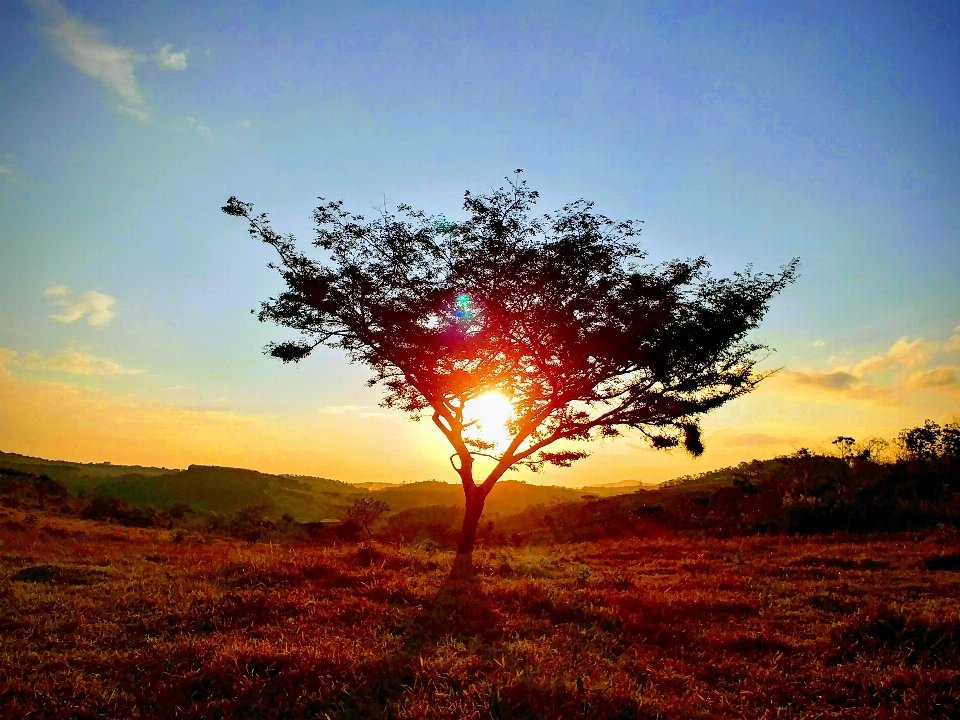 Albero cielo ecosistema
 alba