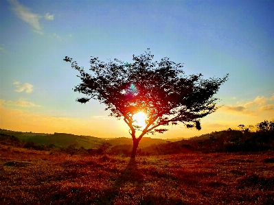 Foto Albero cielo ecosistema
 alba