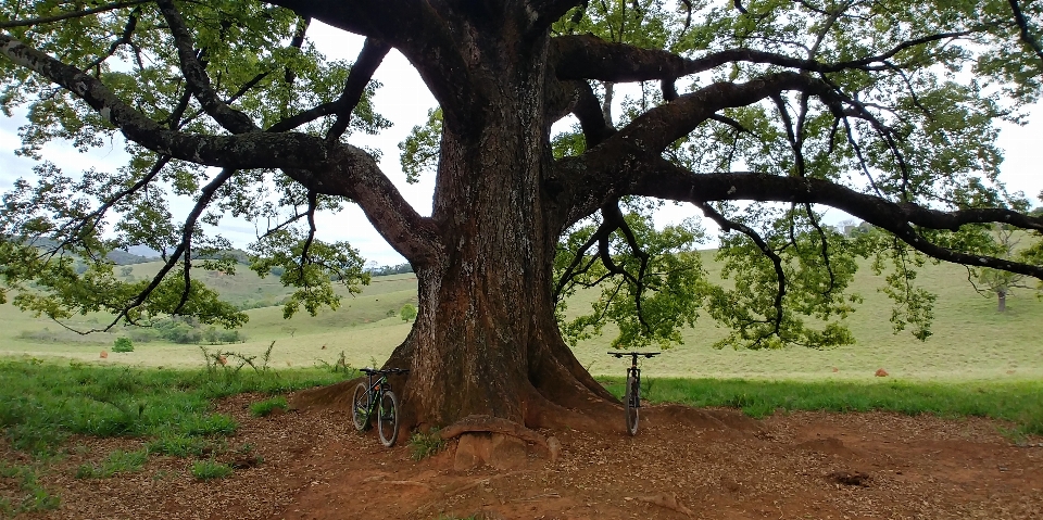 Fahrrad baum holzige pflanze
 naturschutzgebiet
