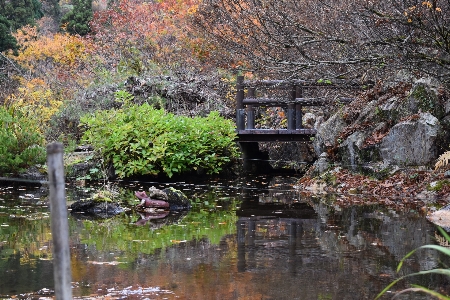 Japan travel explore tree Photo