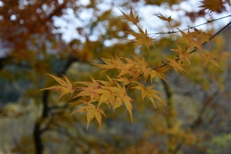 Japan travel explore tree Photo