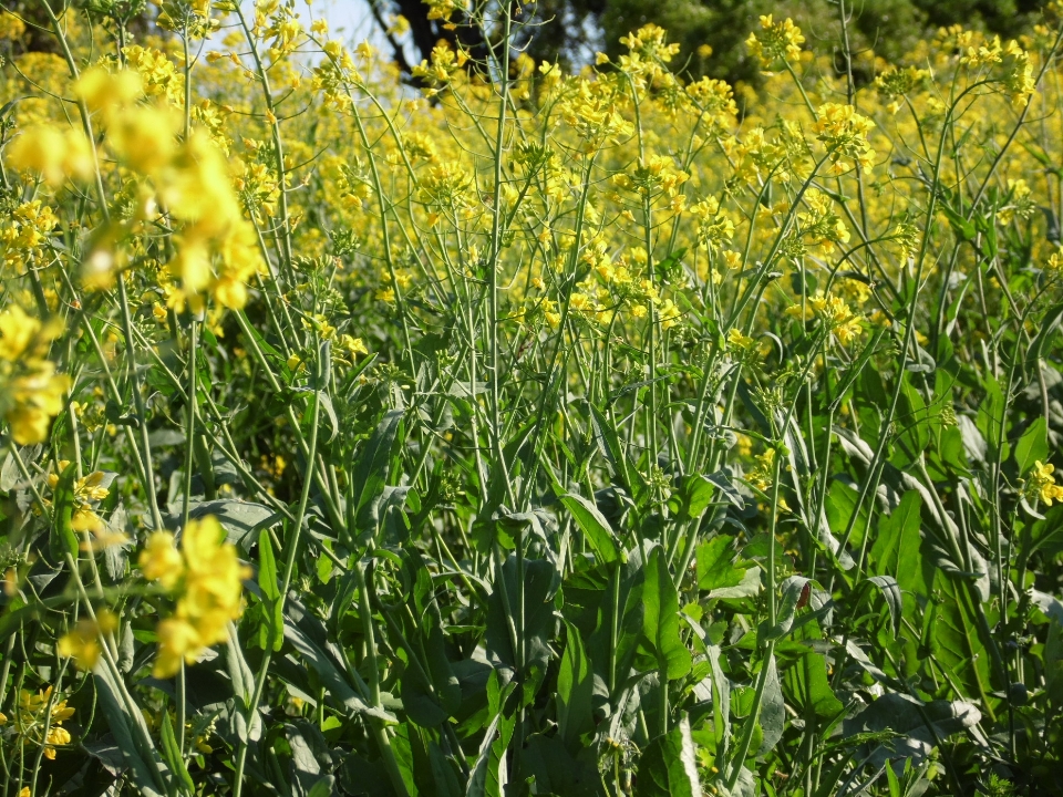 Flores amarillo plant mustard