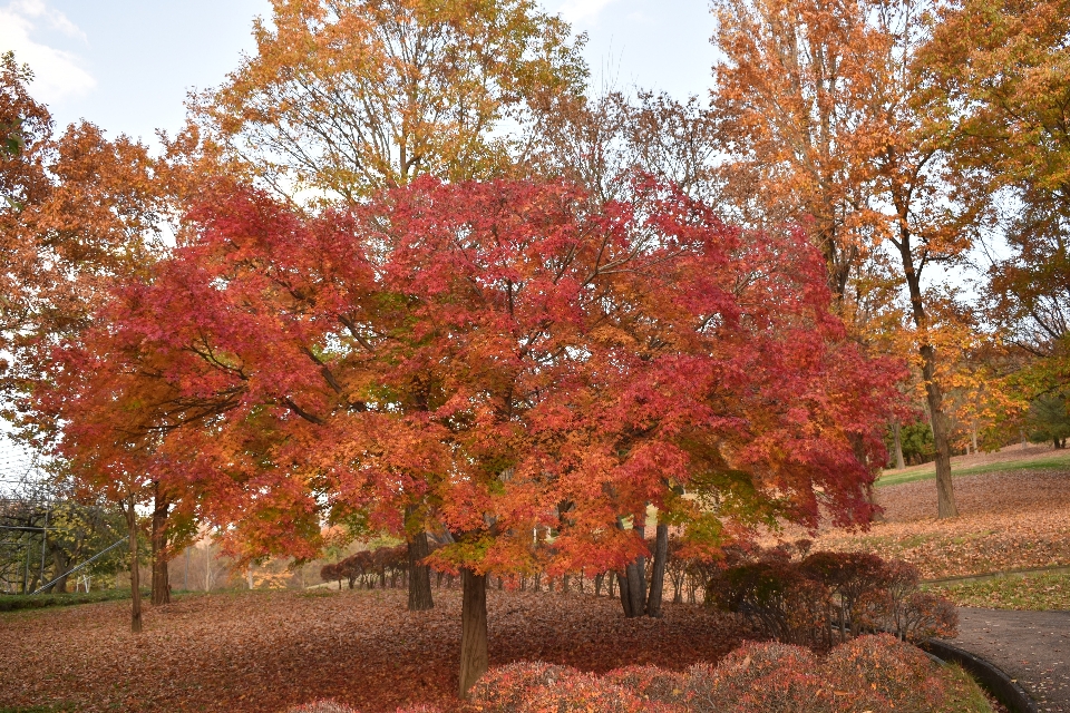 Schön herbst yamagata
 japan