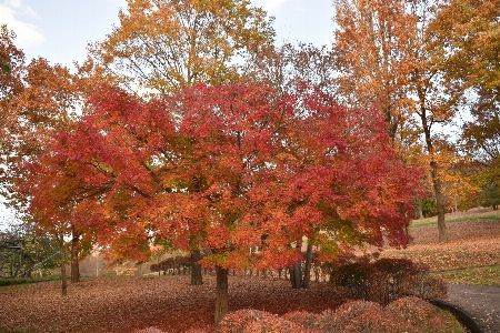 Beautiful autumn yamagata japan Photo