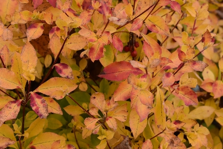 Beautiful autumn yamagata japan Photo