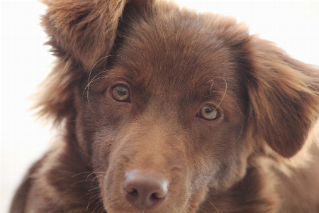 犬 コリー
 動物 かわいい 写真