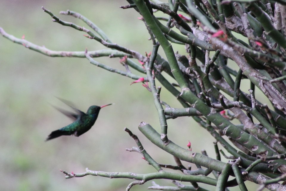 Pájaro flor vegetación fauna