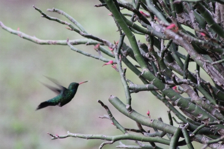 Bird flower vegetation fauna Photo