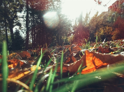 Autumn foliage orange green Photo