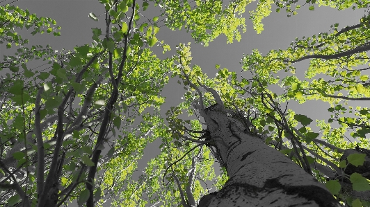 Green light branch trees Photo