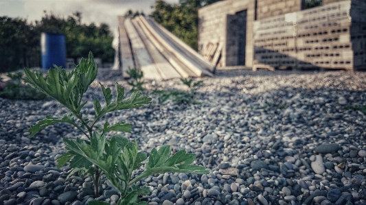 Foto Pedras grama plantar prédio