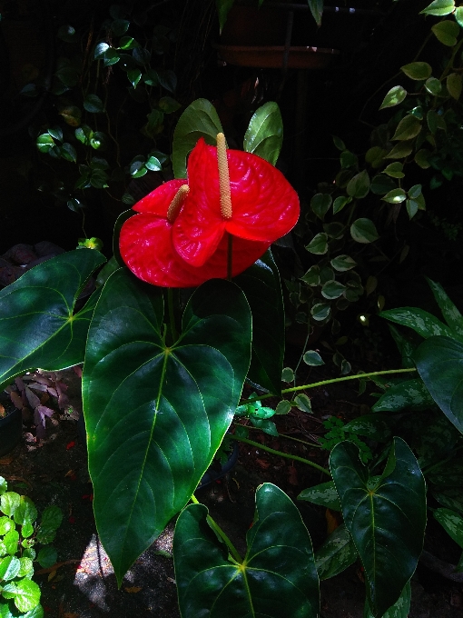 花 植物 植物群 叶子