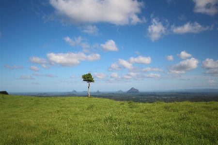 Foto árbol pradera
 cielo ecosistema
