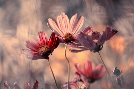 Blume natur flora rosa Foto