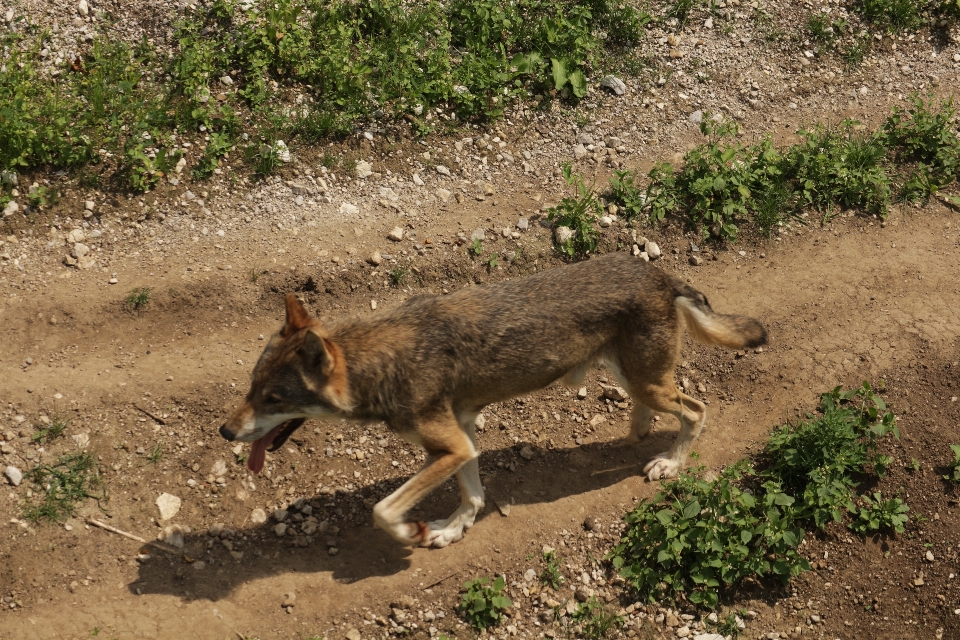 Wolf raubtier wildpark
 tierpark in grünau
