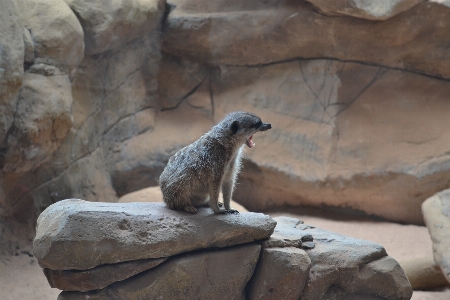 Animal fauna meerkat zoo Photo