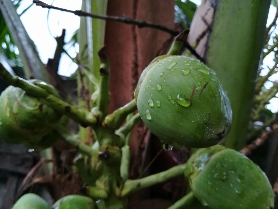 Naturaleza planta hoja fruta