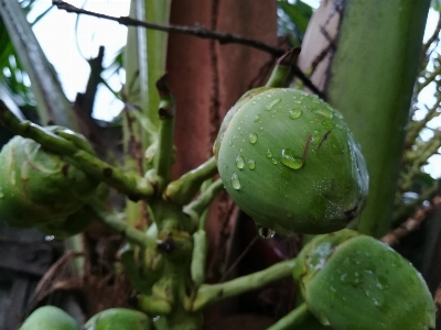 自然 植物 葉 フルーツ 写真