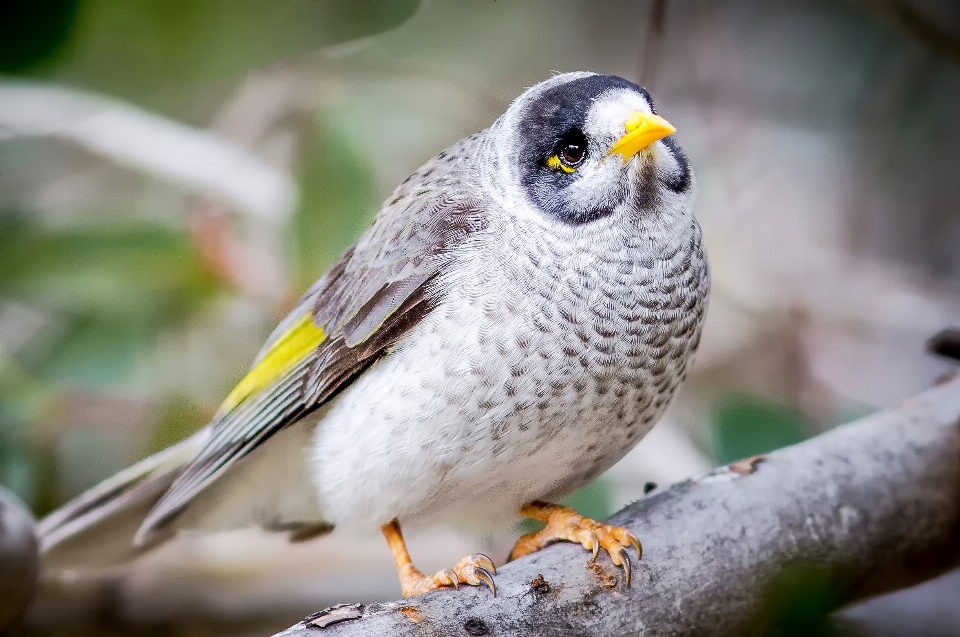 Kuşlar kuş gaga fauna