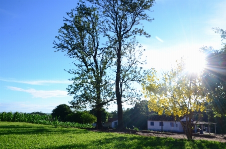 Tree sky nature woody plant Photo