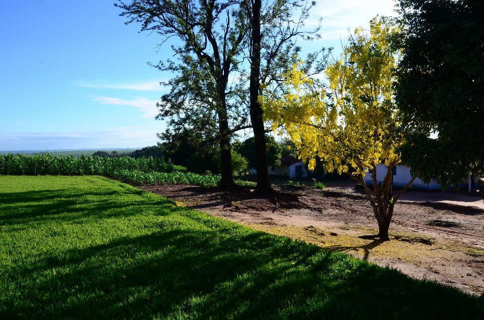 Baum natur himmel feld