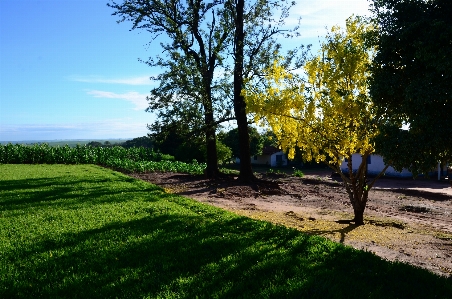 Tree nature sky field Photo