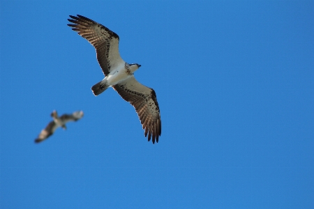 青 飛行 鳥 空 写真