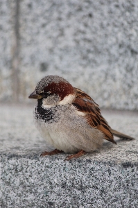 Foto Pájaro gorrión fauna gorrión
