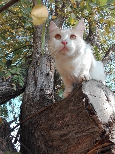 Cat fauna tree small to medium sized cats Photo