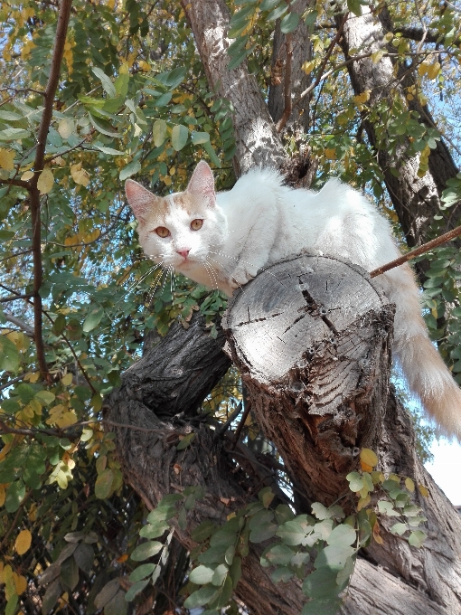 Katze niedlich baum fauna