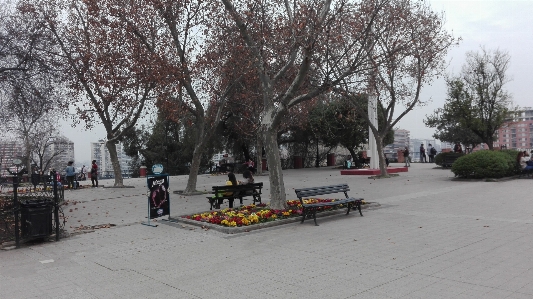 Park tree public space plant Photo