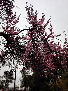 Blumen
 baum rosa anlage Foto