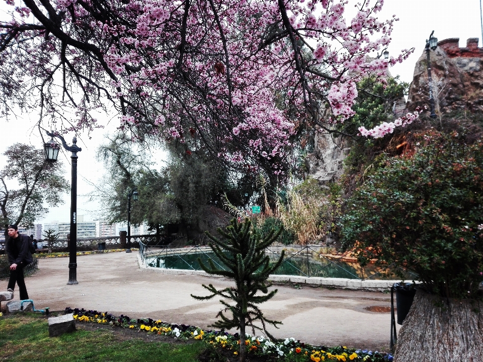 Park bitki çiçek ağaç