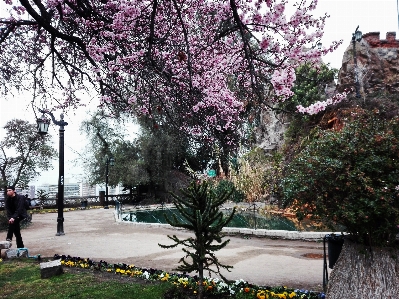 Park plant flower tree Photo