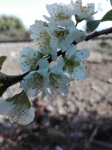 Flower blossom flora spring Photo