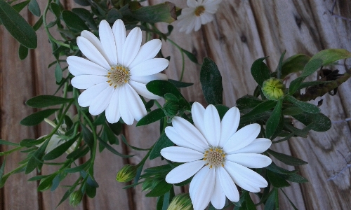 花 植物 フローラ 開花植物
 写真