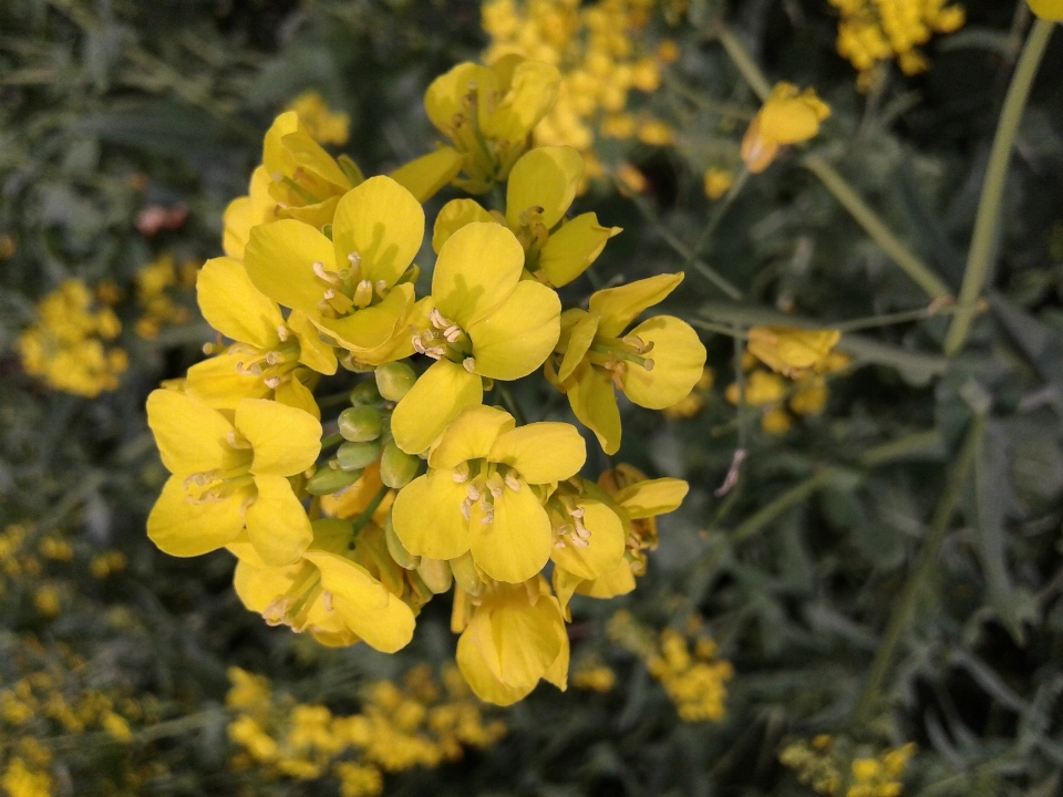 花 黄色的 植物群 芥菜植物
