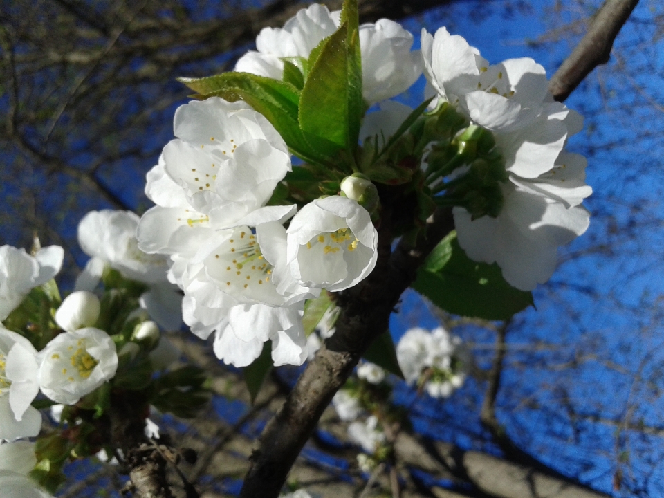 Flower white blossom branch