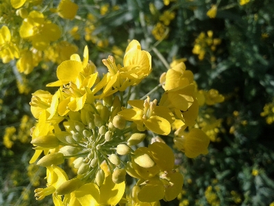 Flower yellow mustard plant rapeseed Photo