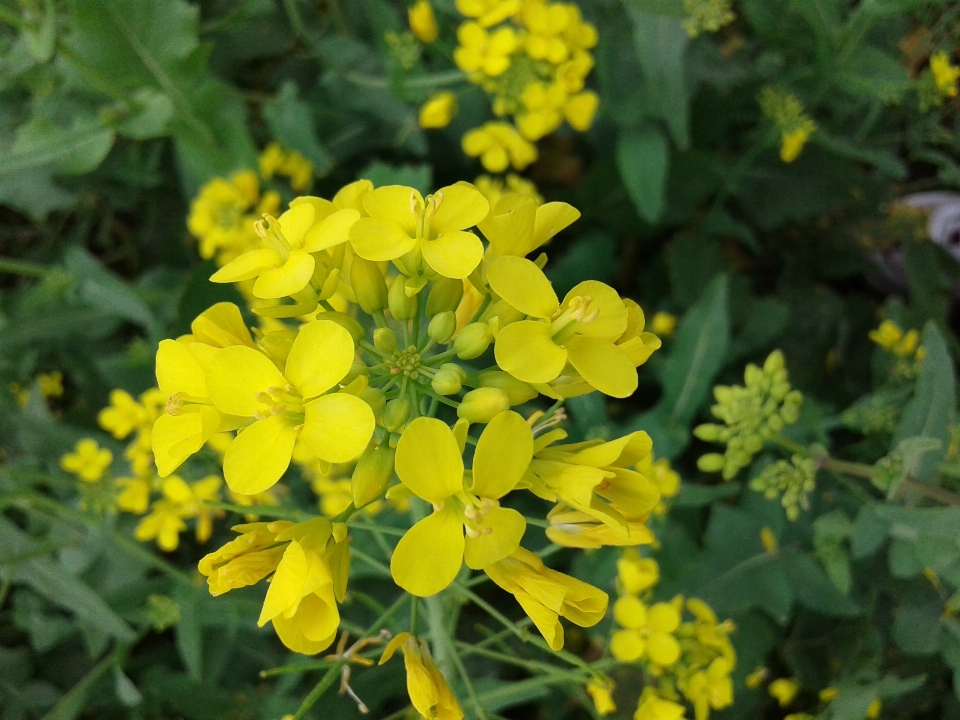 花 マスタード カラシナ
 菜種