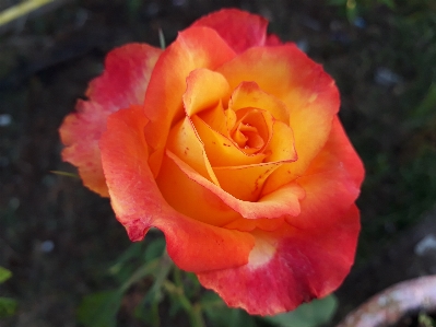 Flower rose family yellow Photo