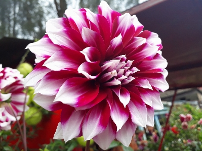 Flower red plant flowering Photo