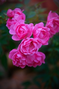 Rose pink autumn garden Photo