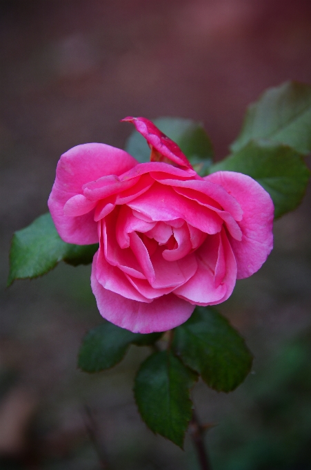 Rose pink autumn garden