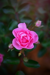 Rose pink autumn garden Photo