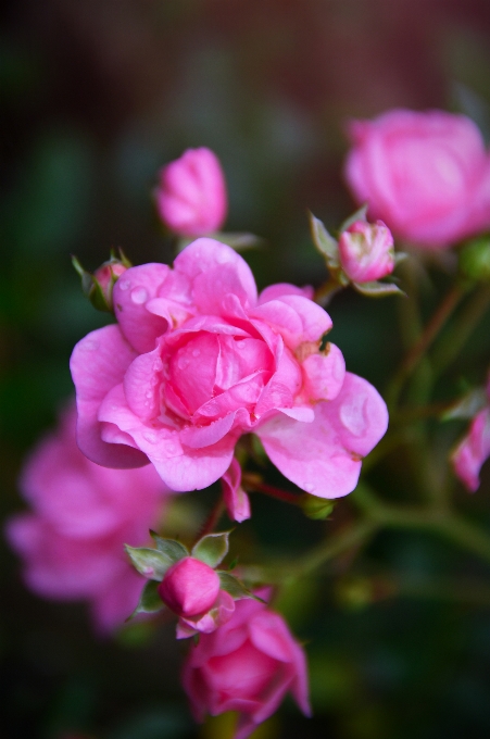 Rose pink autumn garden