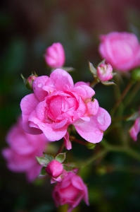 Rose pink autumn garden Photo