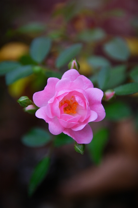 Rose pink autumn garden